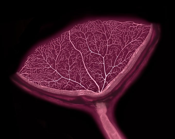 Blood vessels branch through a mouse eye in a pattern resembling a flower