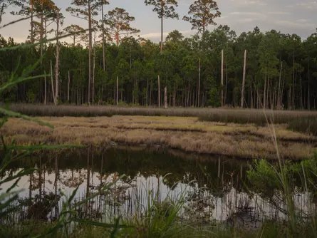 A view of marshland