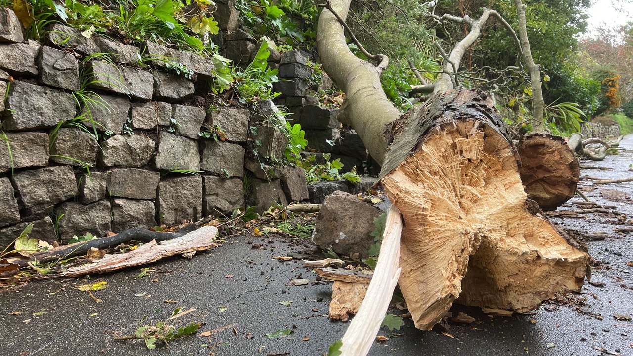 A fallen tree on a road. The trunk is ripped open from the wind
