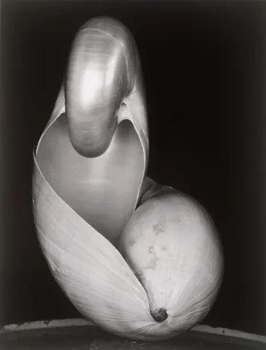 Close-up black-and-white photo of two overlapping seashells, by Edward Weston
