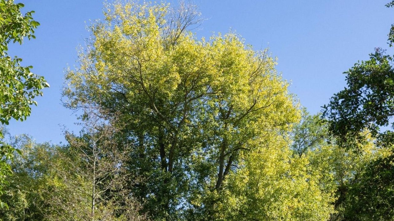 A black poplar tree, with bright green leaves in the sunshine, against a blue sky, surrounded by more trees.
