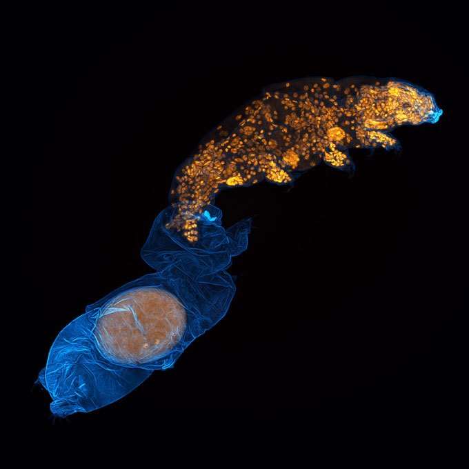 A tardigrade emerges from its shed outer covering, leaving an egg inside.