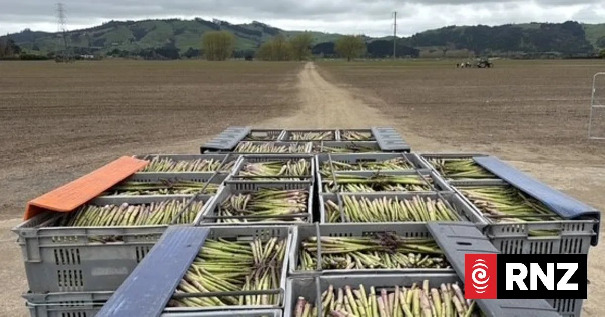 'Boomer start' to asparagus season, but fuel and freight bills bite growers