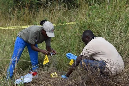 Two people crouch inside an area roped off with yellow ‘caution’ tape photographing something in long grass and putting down crime scene markers.