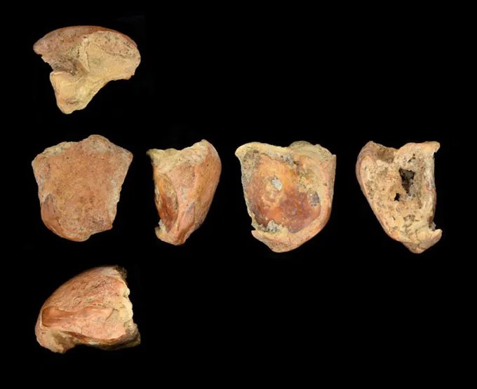 A shattered tooth from a Neandertal is seen from several different angles on a black background.