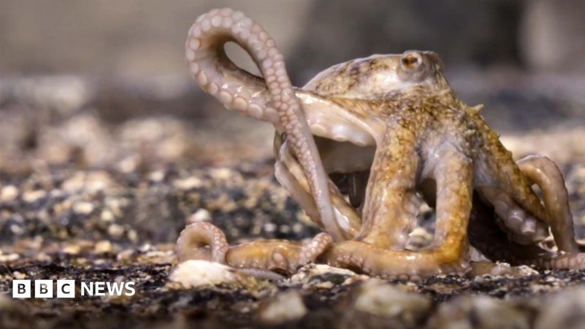 Blue Planet III: Moment Octopus escapes death