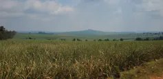 A mountain in the background with a big field of green and brown well growing sugar cane stalks and leaves in front